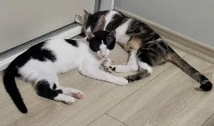 Cazare pisici — Dog & Cat Boarding, Moșnița Veche, Timișoara