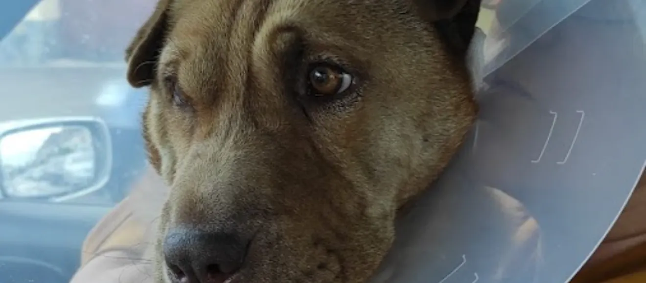 Fistivet Animal Hospital Ghimbav — fotografie de copertă
