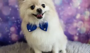 Chic Pet — Salon Câini & Pisici, Piatra Neamț