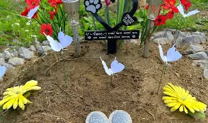 Cimitirul Animalelor - Bihor — Pet Funeral Services, Bihor