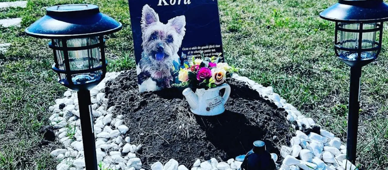 Cimitirul Animalelor de Companie Brașov — fotografie de copertă
