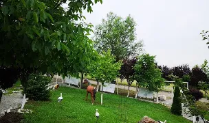 Cimitirul Animalelor Ramas Bun — Pet Funeral Services, Hunedoara