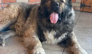 Ciobanesc Cucazian / Canisa Giant Elbrus — Dog Breeders, România
