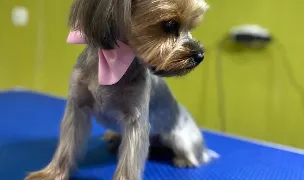 City Pet Grooming — Salon Câini & Pisici, Sectorul 3, București