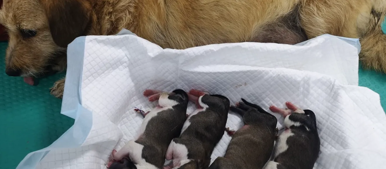 Clinica Veterinară CuppyVet Yaz — fotografie de copertă