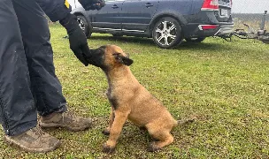 Club de Dresaj Canin Alex Bondar - Oradea — Dresaj Animale, 1 Decembrie, Ilfov