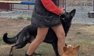 Club Dresaj Canin Dog Dia K9 — Dog Adoption, România
