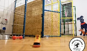 Clubul De Excelență Canină Patrocle Brașov - dog training, dog hotel, daycare — Animal Training, Brașov