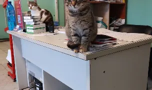 CMV DR.BRATULESCU VLAD MIHAI — Spitale Veterinare, Tuzla, Constanța