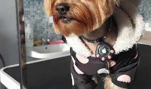 Coafor Canin Valeni — Salon Câini & Pisici, Prahova