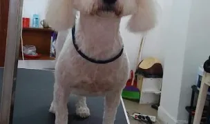 Coafura canina carei — Pet Boarding, România