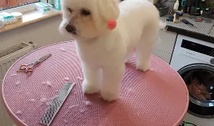 Codițe cu fundițe - Frizerie canină — Dog & Cat Salon, Brașov