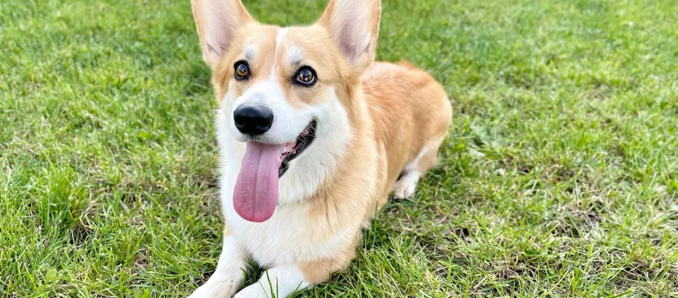 Corgi Pembroke — fotografie de copertă