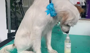 Crisstie's Dog Grooming — Salon Câini & Pisici, Sectorul 1, București