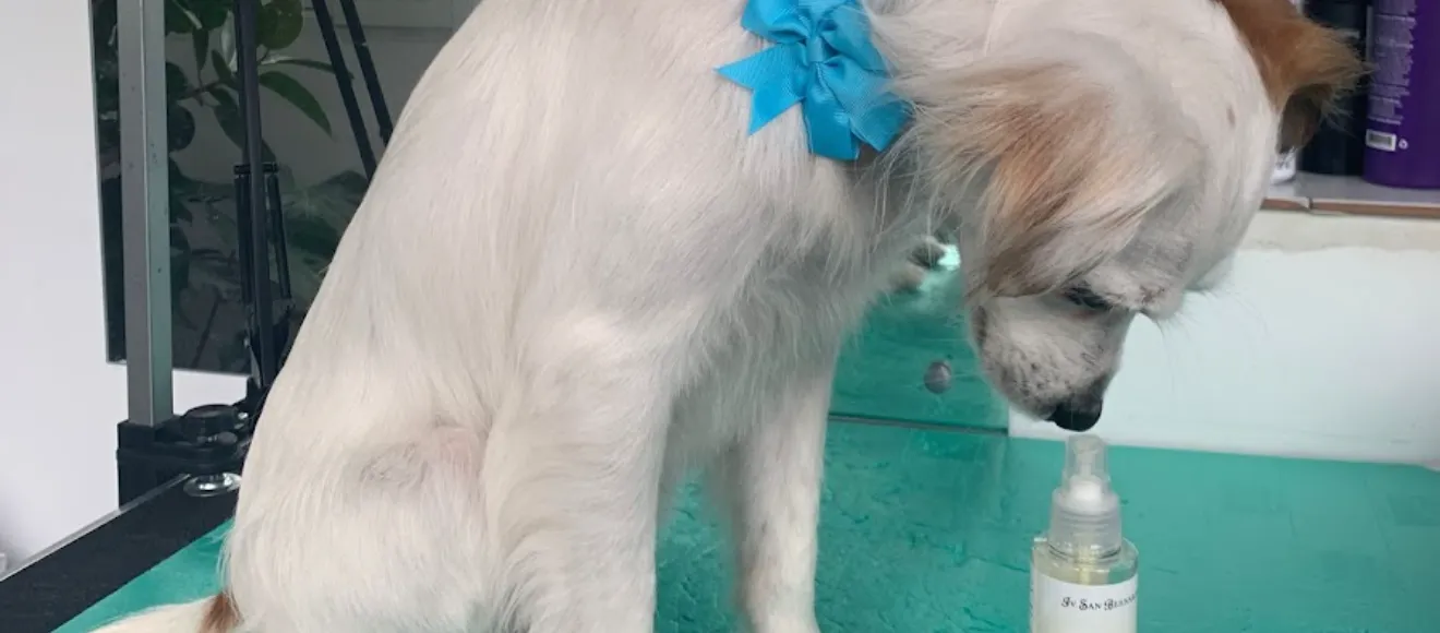 Crisstie's Dog Grooming — fotografie de copertă