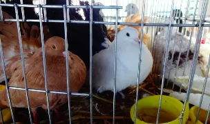Custi Animale - Bistrita — Pet Shop, Bistrița-Năsăud