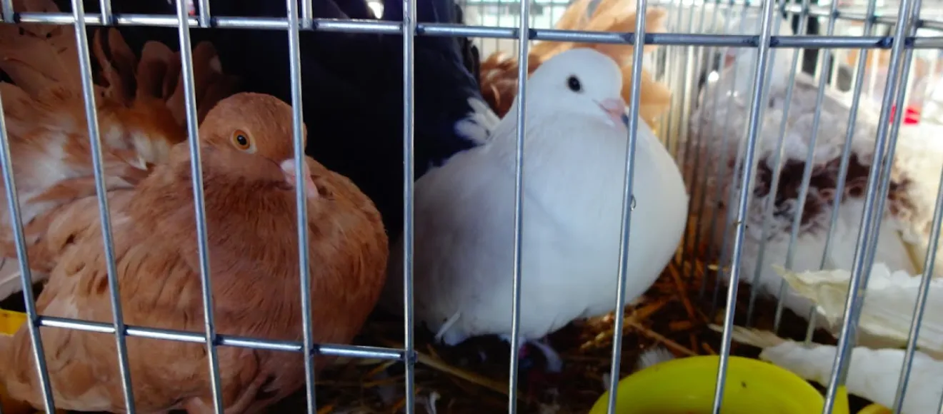 Custi Animale - Bistrita — fotografie de copertă
