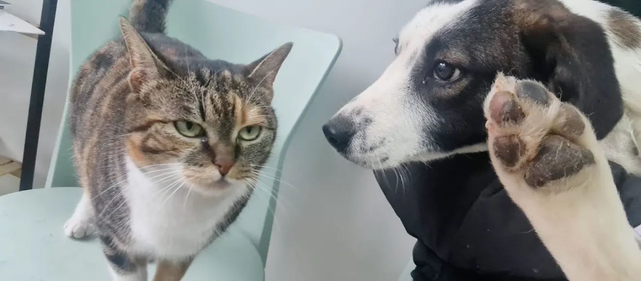 Katom Pet — fotografie de copertă