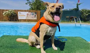 Dog Scouts Aqua Park - Piscina pentru catei si oamenii lor — Pet-Friendly Beaches, România