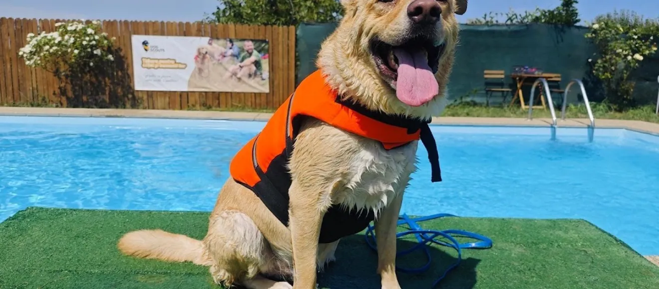 Dog Scouts Aqua Park - Piscina pentru catei si oamenii lor — fotografie de copertă