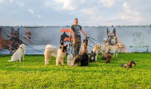 Dogmaster - Dresaj Canin by Ciprian Cordoș — Adopție Câini, Cluj-Napoca, Cluj