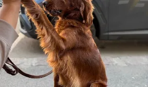 DogPro — Pet Shop, Sector 4, Bucharest