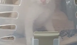 Dr barbu Augustin — Cabinete Veterinare, Călărași