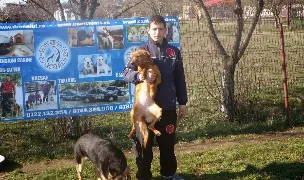 Dresaj Canin — Adopție Câini, Pantelimon, Ilfov