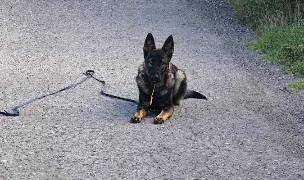 Dresaj Canin Alba Iulia Rus Radu — Animal Training, România