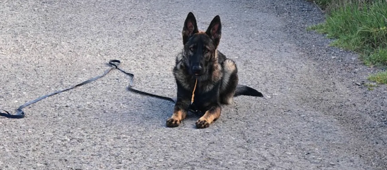 Dresaj Canin Alba Iulia Rus Radu — fotografie de copertă