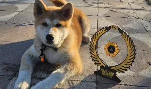 Dresaj Canin Galati Dogsport -Galati Instructor Autorizat ACHR — Dog Adoption, Galați