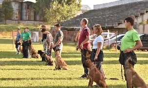 Dresaj canin Smart Dogs Land — Adopție Câini, Municipiul Brașov, Brașov