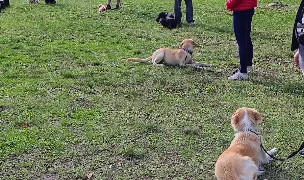 Dresaj canin UrbanDog Constanța — Adopție Câini, Municipiul Constanța, Constanța