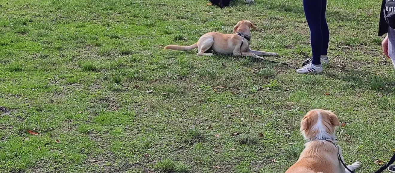 Dresaj canin UrbanDog Constanța — fotografie de copertă