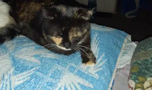 DUTESCU CRISTINEL CAB. MED. VET. — Spitale Veterinare, Prahova