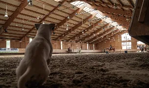 Equestria — Animal Training, România
