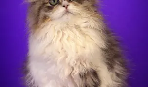 Felisă autorizată- pisici de rasă — Cat Breeders, Ploiești