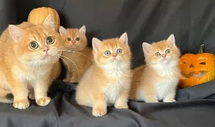 Felisa Candice’s Cats — Cat Breeders, Sector 1, Bucharest
