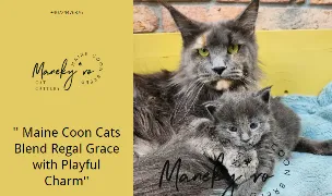 Felisa Maine Coon Maneky.ro — Crescători Pisici, Florești, Cluj