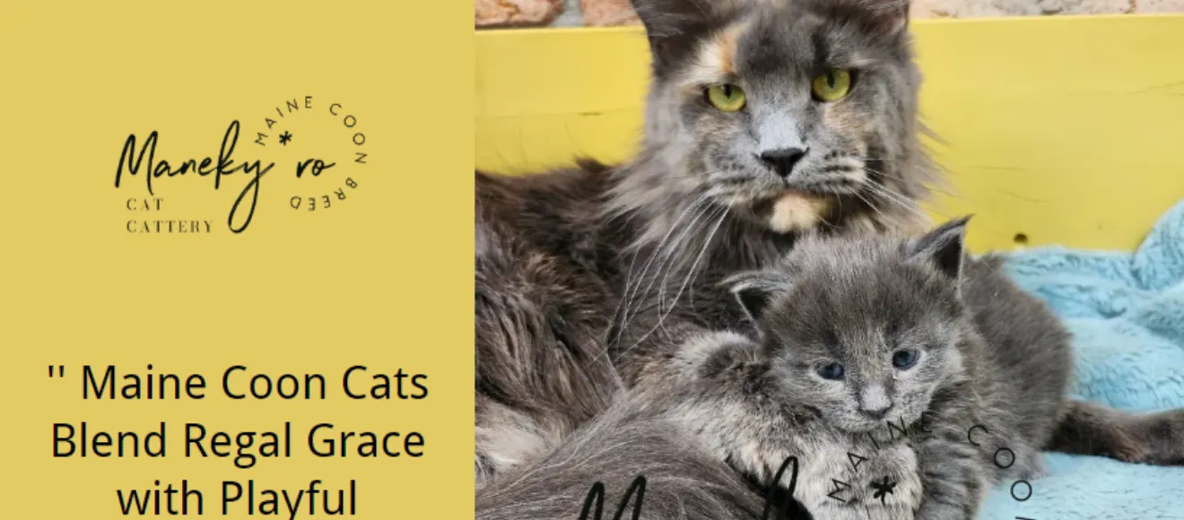 Felisa Maine Coon Maneky.ro — fotografie de copertă