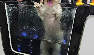 Fitz Pet Salon — Salon Câini & Pisici, Sectorul 3, București