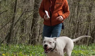 Florin Darie - Dresaj canin Bucuresti — Dog Adoption, Sector 1, Bucharest