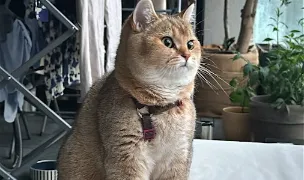 Fluffy Ginger House — Cat Breeders, Popesti-Leordeni, Ilfov