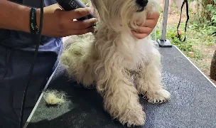 Frizerie Canina PandaMax — Pet Boarding, România