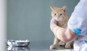 Frizerie Canina - Petroșani — Pet Boarding, România
