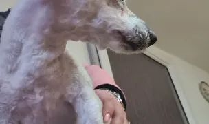 Frizerie canină Salon Fuffy — Salon Câini & Pisici, Reșița, Caraș-Severin