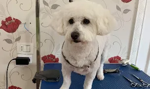 Frizerie canina - Salon Tasha — Salon Câini & Pisici, Reșița, Caraș-Severin