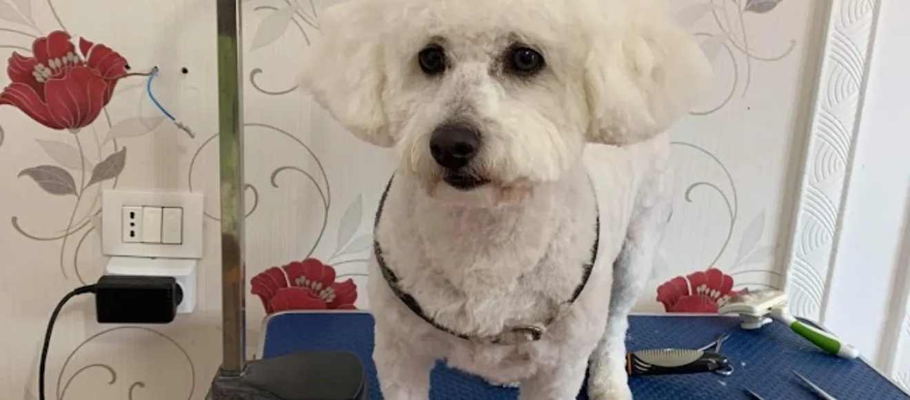 Frizerie canina - Salon Tasha — fotografie de copertă