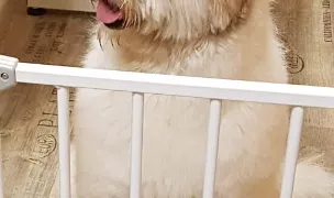 Frizerie Canină Voivodina Popești -Leordeni — Salon Câini & Pisici, Popești-Leordeni, Ilfov
