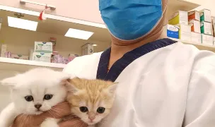 Gea Vet Solution — Veterinary Practices, Ploiești